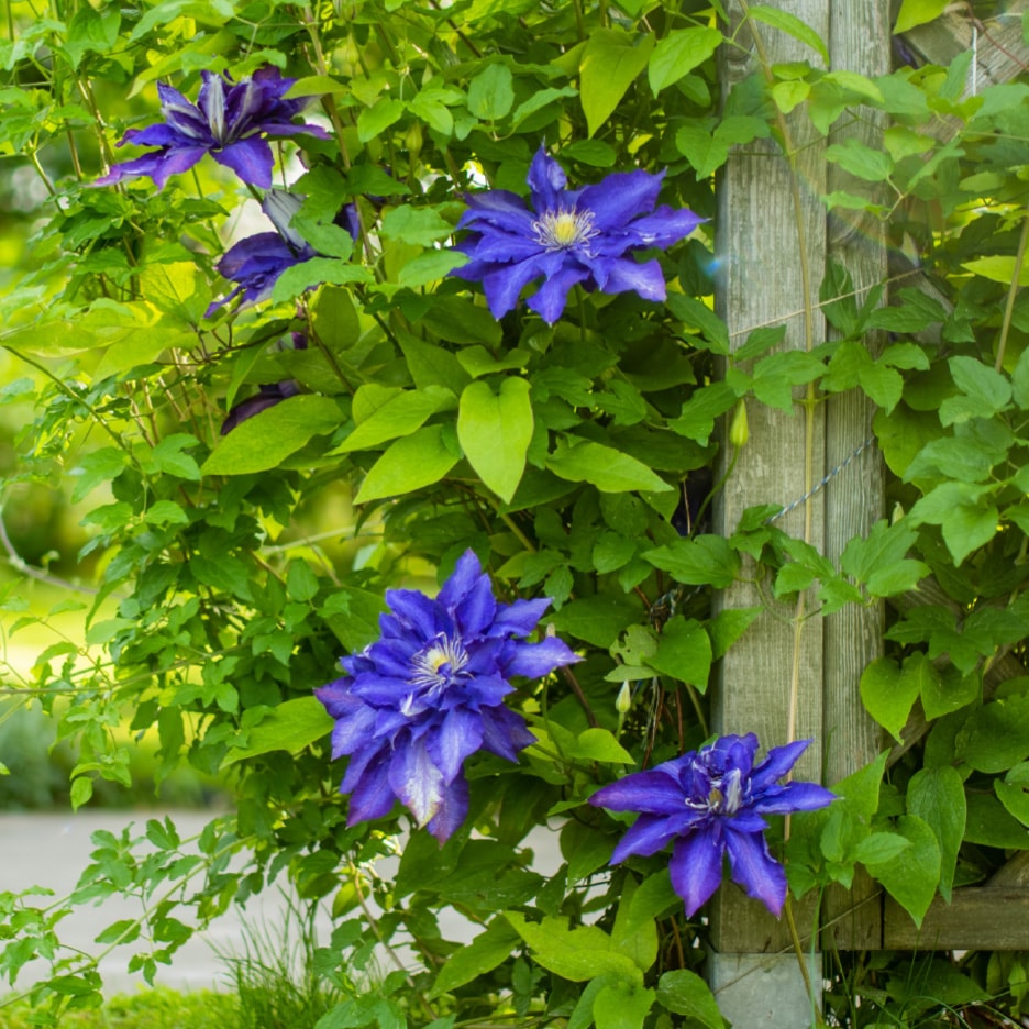 Lilla klematisblomster og grønne blade klatrer op ad en træstolpe i solskin.