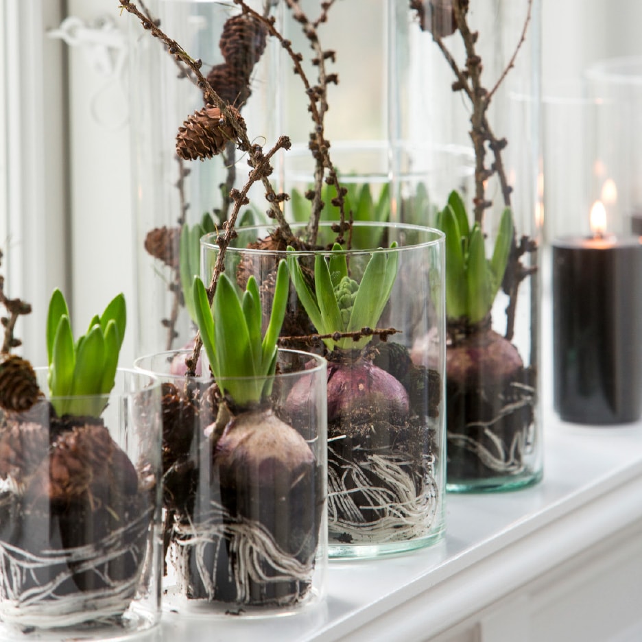 Hyacintløg i glasvaser med fyrrekogler og grene, sort stearinlys i baggrunden.