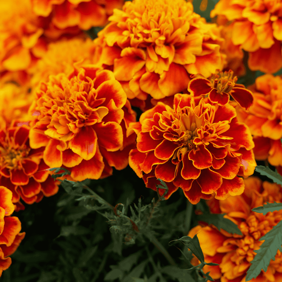 Nærbillede af levende orange og røde fløjlsblomster i fuldt flor.