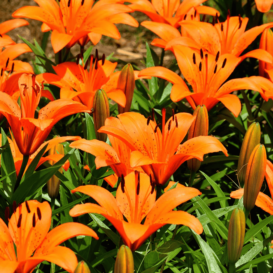 En tæt beskæring af orange liljer i fuldt flor med grønne blade og uåbnede knopper.