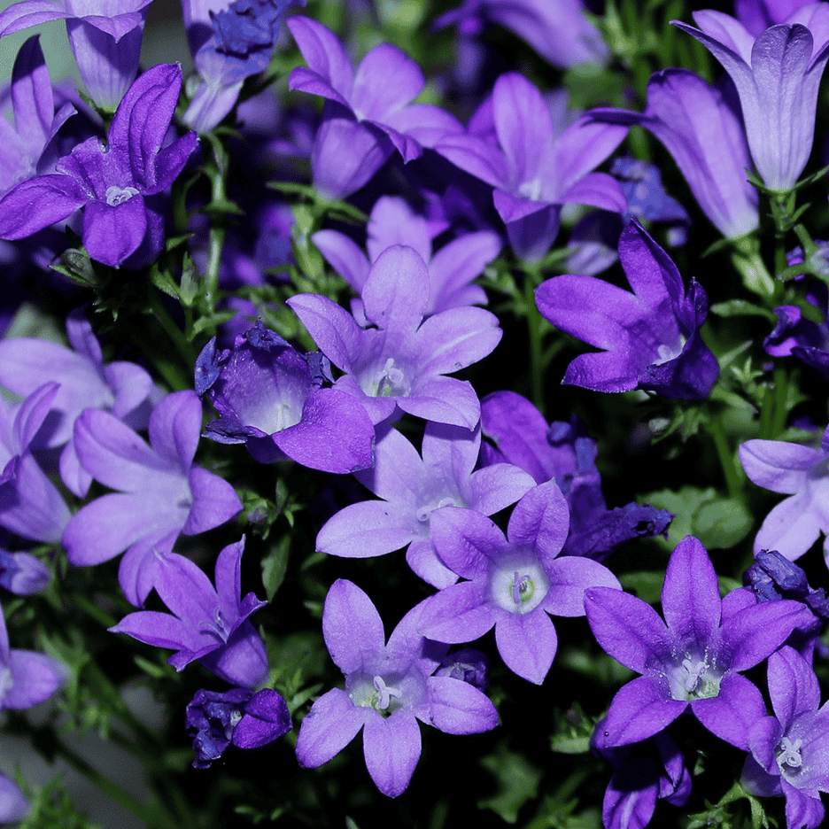Nærbillede af en klynge lilla klokkeblomster med grønne stængler.
