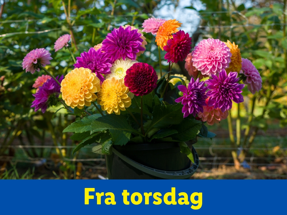 Forårsplanter