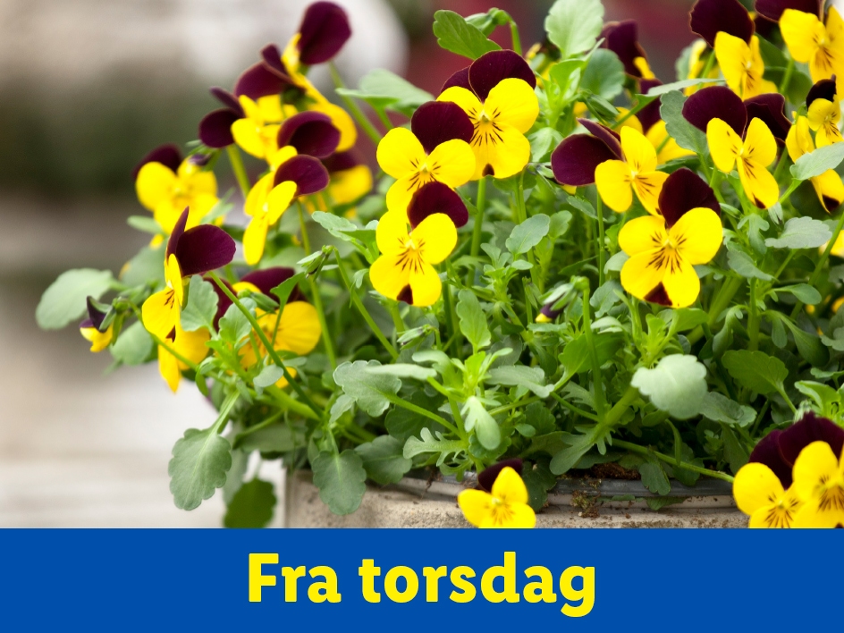 Forårsplanter