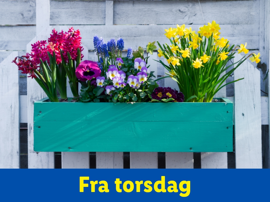 Forårsplanter